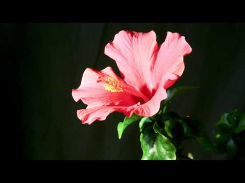 Hibiscus time lapse