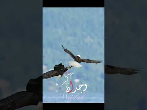 How the jet engine do not explode with rushing air. Its nature speed solution from Peregrine Falcon