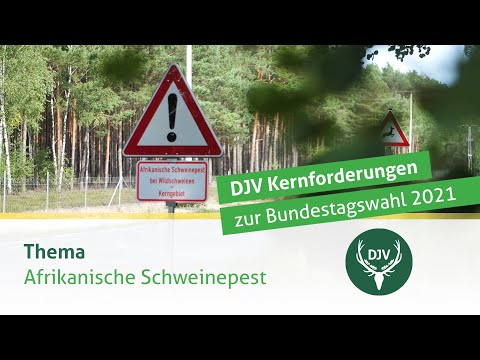 Bundestagswahl 2021 | DJV-Kernforderung zur Afrikanischen Schweinepest