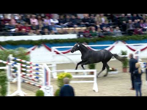 Die Verbandshengste 2020 - Cardentos v. Cardento-Quo Vados I