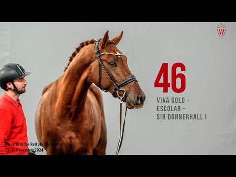 Reitpferdekörung 2024 Katnr.46 Viva Gold - Escolar - Sir Donnerhall I