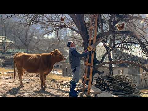Elderly Farmer’s Daily Life in a Remote Mountain Village