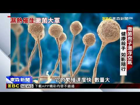 黴菌孢子