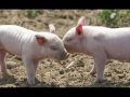 Pig - Weezer