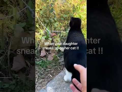 🐱:Who is behind me?#funnycats #funnyanimals #petvideos #cat #fyp #usa #longervideos