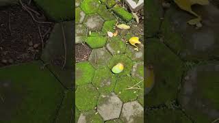 Download lagu Old mangoes scattered around, eaten by codot #shorts mp3 Download lagu Old mangoes scattered around, eaten by codot #shorts mp3