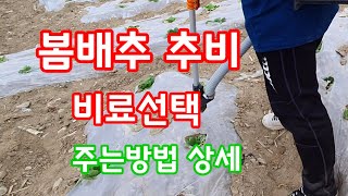 배추 추비 방법 비료 선택 괴산순정농부