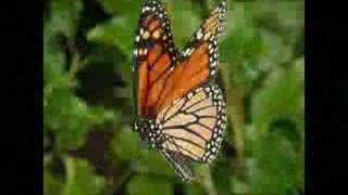 Spread your wings, you can fly (embrace - retread)