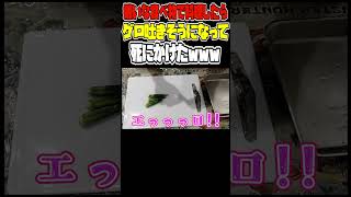 嫌いな食べ物克服したい #料理 #オクラ #アボカド #TKG #卵かけご飯 #切り抜き#shorts