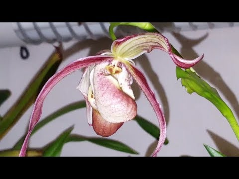 Phragmipedium Saint Ouen x Memoria Garren Weaver