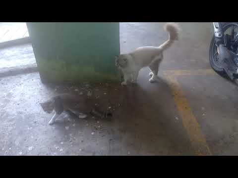 Ciko dan Puyen - Awang cuba memikat