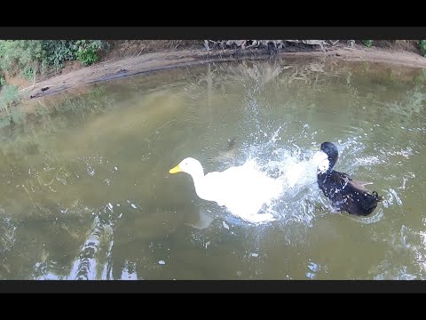 Alligator Gar Attacks Ducks While Fishing