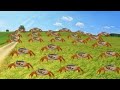 Rest And Relax Listening Animals Sounds Zebras Rhino Camel Kangaroo Pandas