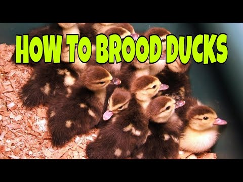 Brooding ducks, what you need to know.
