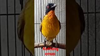 Download lagu kutilang emas gacor mp3 Download lagu kutilang emas gacor mp3