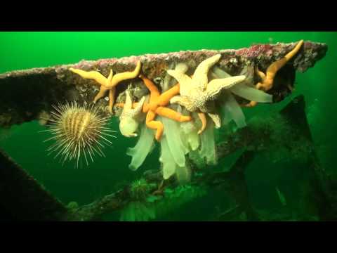 Leben am Wrack, Namsfjord/Mittelnorwegen,Norwegen