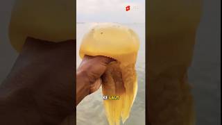 Download lagu Ubur Ubur Raksasa Terdampar mp3 Download lagu Ubur Ubur Raksasa Terdampar mp3