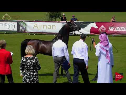 N.63 AJA WICTOR - Chantilly 2018 AHO World Cup - 4 Years Old and Older Stallions (Class 9A)