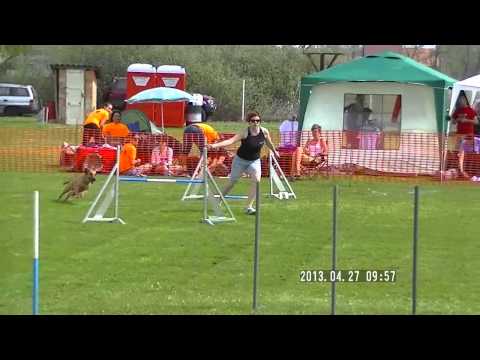 Monor kupa A1 Agility Szandra&Ebro