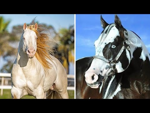 AS FASCINANTES PELAGENS OFICIAIS DO QUARTO DE MILHA @megagames2507