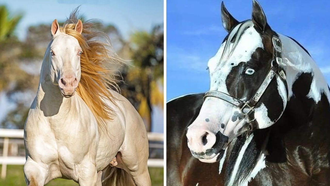 AS FASCINANTES PELAGENS OFICIAIS DO QUARTO DE MILHA @megagames2507