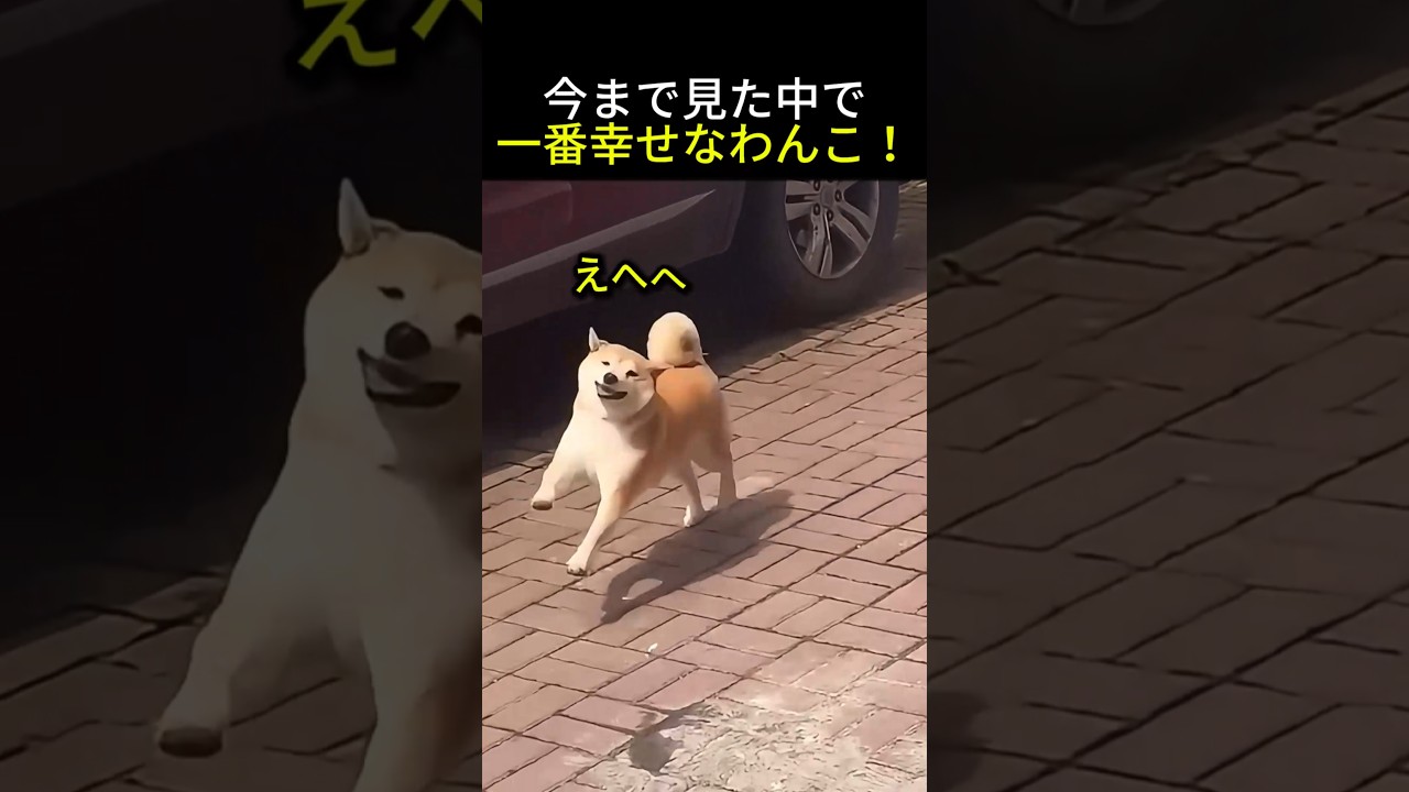 世界一幸せそうなわんこｗ