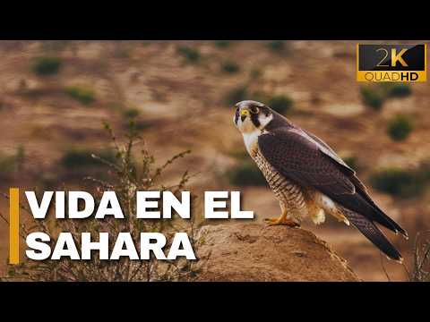 SAHARA DESERT | Wildlife in Harsh Climates - Documentary