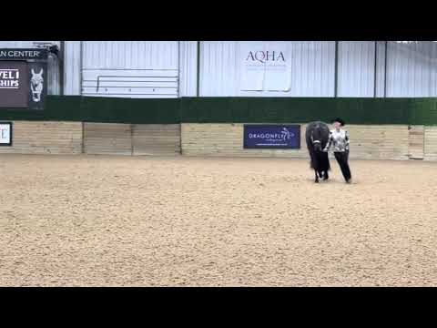 AQHA Level 1 East - Rookie showmanship 2025