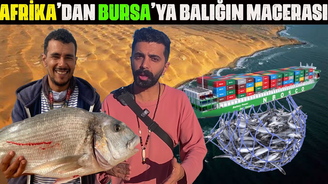 Afrika Çöllerinden Bursa'ya BALIK Gönderiyoruz! Nasıl Mı? / 719