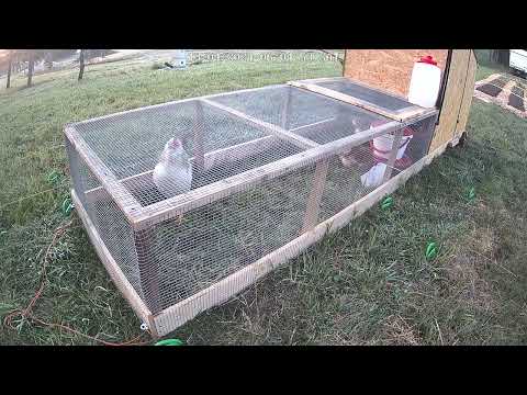 Naš Petelin - " Šef" Kokoši Lepo Zapoje..