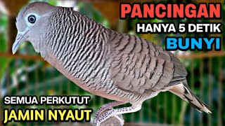 Download lagu Perkutut Lokal Gacor Suara Besar Pancingan Burung Perkutut Agar Cepat Bunyi. mp3
