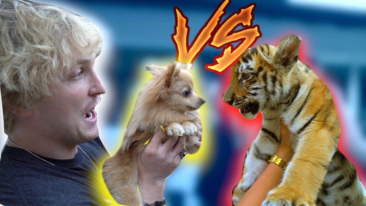 KONG MEETS A BABY TIGER! **Showdown** - YouTube