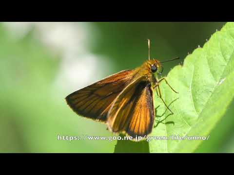 庭のスジグロチャバネセセリの飛翔　Thymelicus leoninus