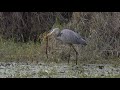 Great Blue Heron Eating A Snake In Florida Swamp