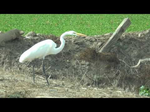 Great White Egret Catches a Lizard in Camarillo, California