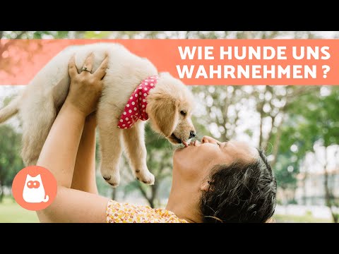 Wie sehen HUNDE MENSCHEN? 🐶🧍🏻‍♀️ Sehen sie uns als ihre Eltern?