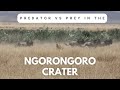 Predator Vs Prey Lion Kills Wildebeest In The Ngorongoro Crater
