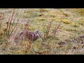 Woodcock on the Moor 4k with sound.