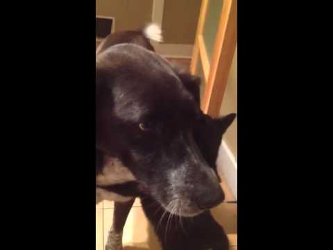 Dog misses Cat after being apart for 10 days