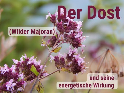 Der Dost (Wilder Majoran) - und seine energetische Wirkung