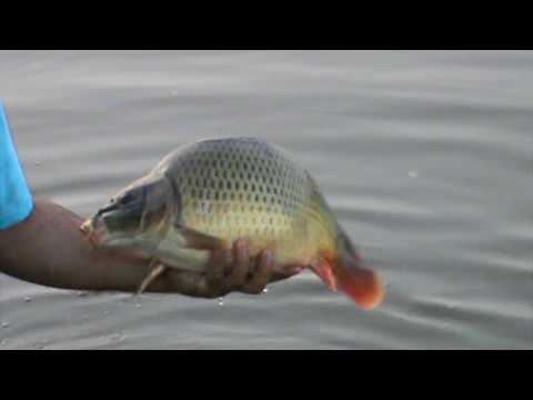 Populare Balta Boteni Doi  1000kg  Crap la 9 August 2017 !!!