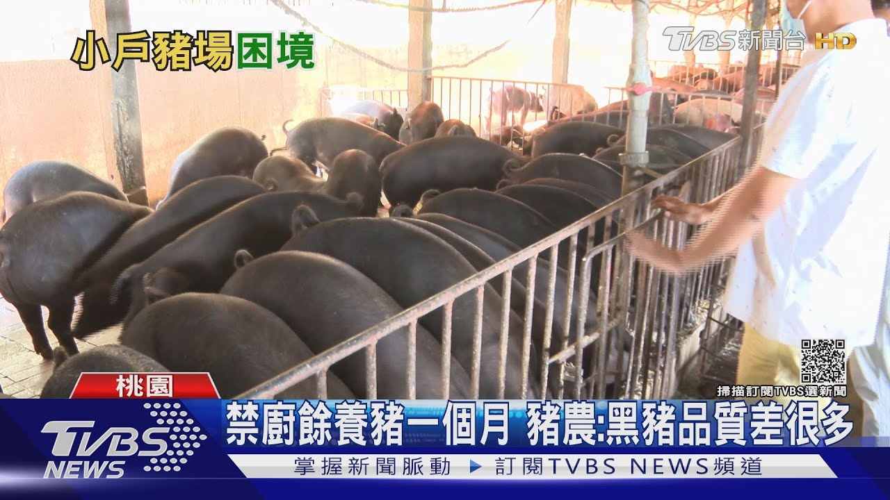 有片/新廚餘禁令!養豬數199頭以下禁用廚餘 小戶面臨轉型或退場