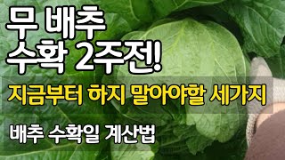무 배추 수확 2주전! 지금부터 하지 말아야할 세가지! 배추 수확일 계산법 바로 알고 수확일 결정하기