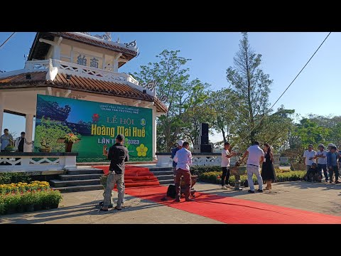 Quy tụ hàng trăm Tác phẩm Mai Vàng quý hiếm tại Lễ hội Hoàng Mai Huế