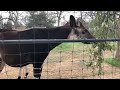Zoo To You Virtual Safari Okapi