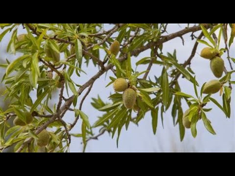 The Amazing Process Behind Harvesting Almonds in California – From Farm to Factory