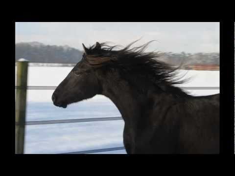 Tobero Mangalarga Marchador