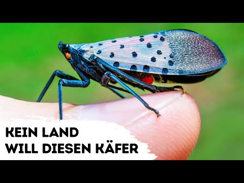 Wieso kein Land diesen Käfer haben will