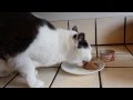 Nom Nom Kitty