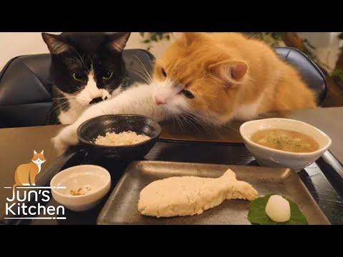 Japanese meal for cats